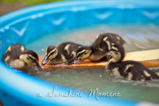 Professional Photography