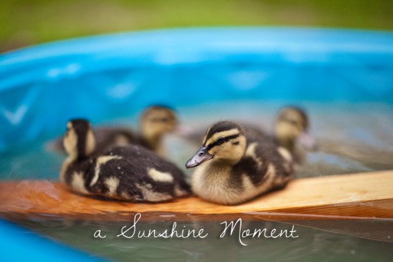 Professional Photography