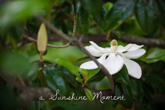 Professional Photography