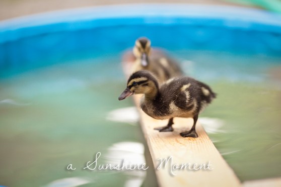 Professional Photography