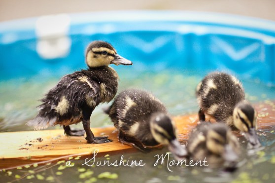 Professional Photography