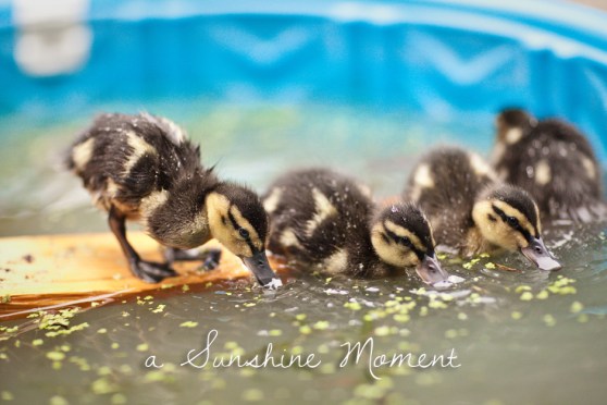 Professional Photography